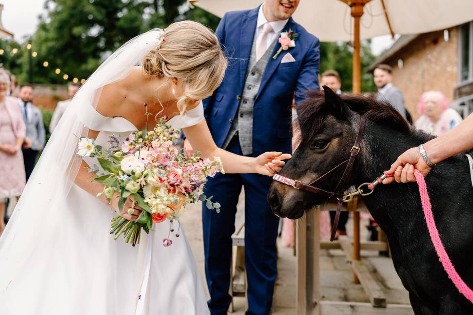 Wedding Pony