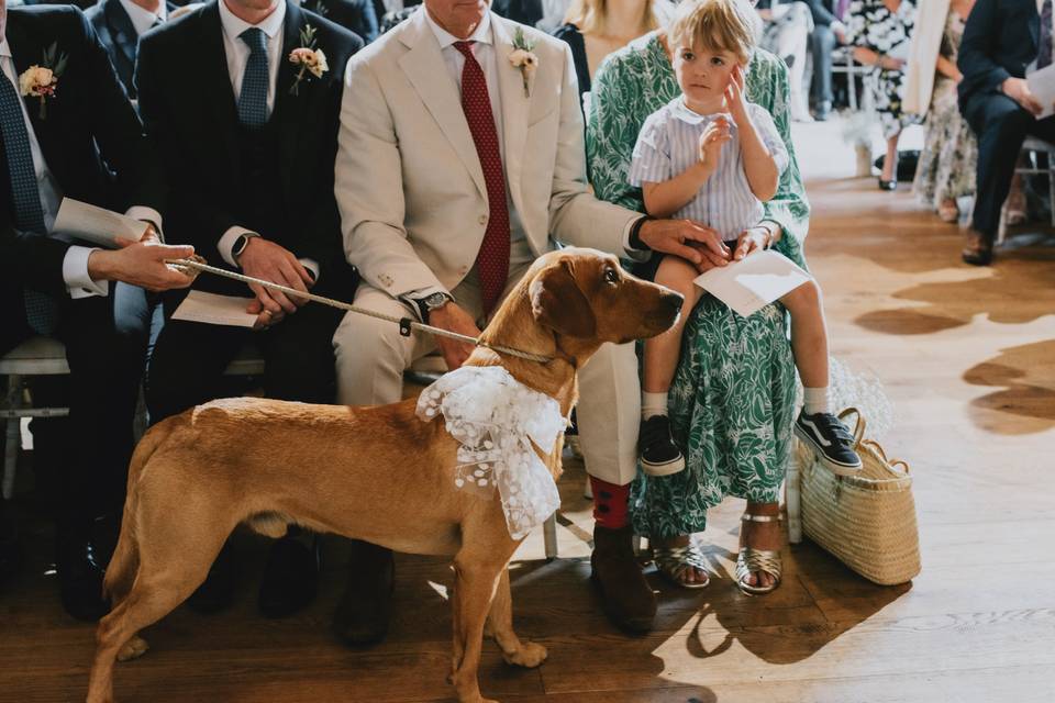 Dog Friendly Weddings