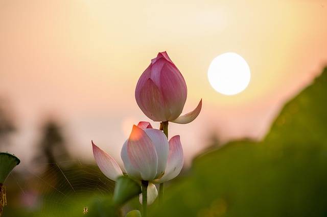 Lotus Blossom Celebrant