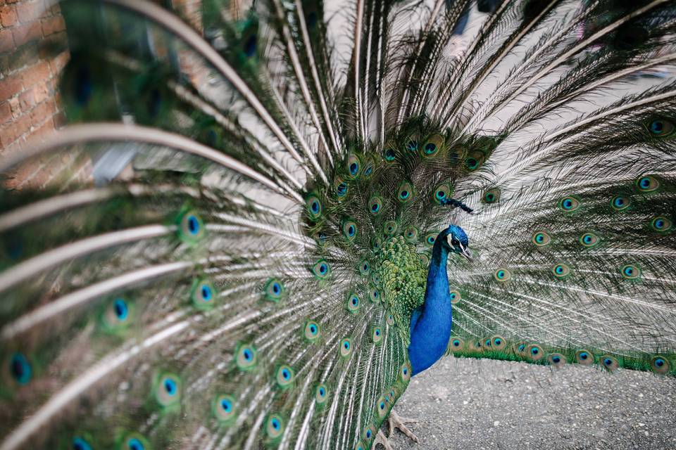 Peacock passion