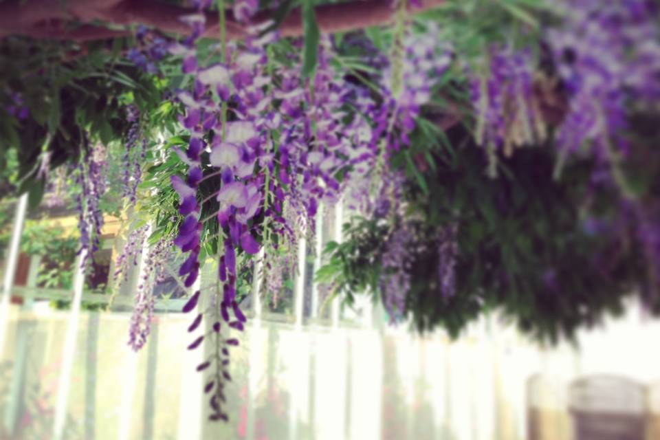 Conservatory Wisteria