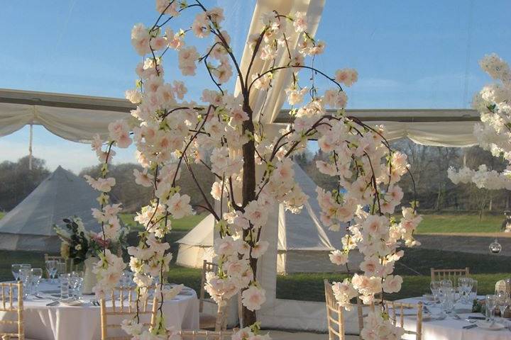 Blossom trees to hire