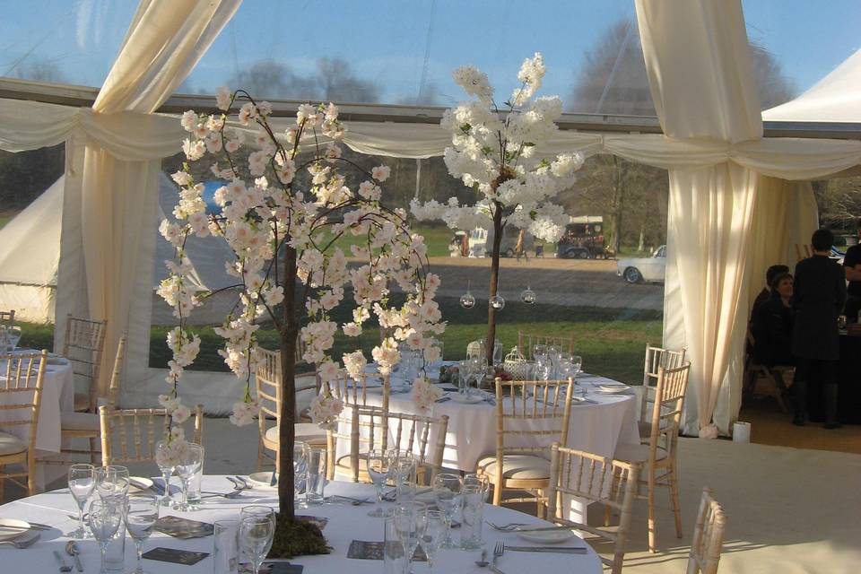 Blossom trees to hire