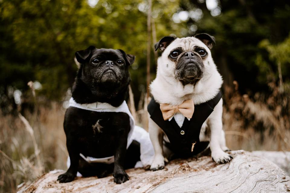 Wedding dogs