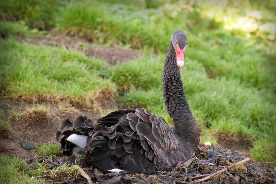 One of the two black swans