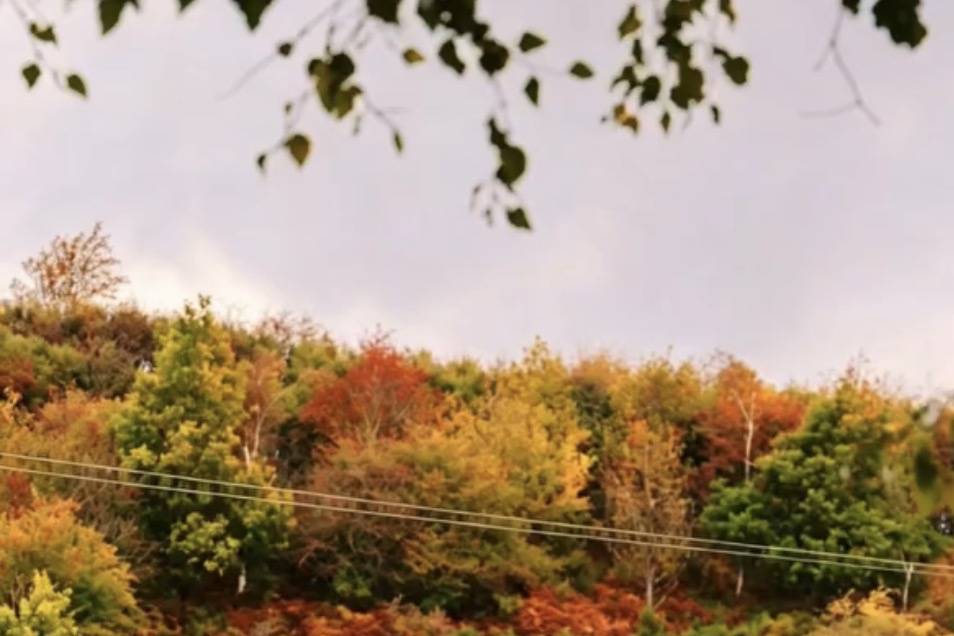 Autumn vibes