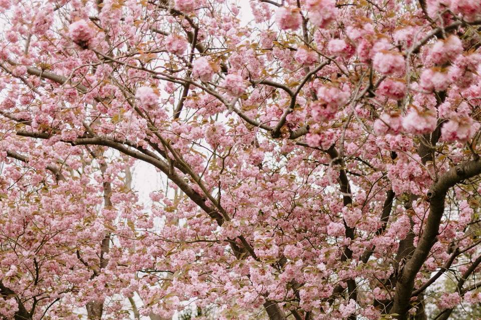 Cherry Blossom in the grounds