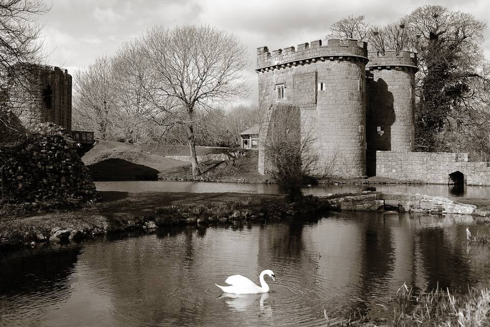 Swans on the moat