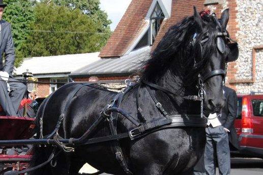 Bruno the Friesian Stallion