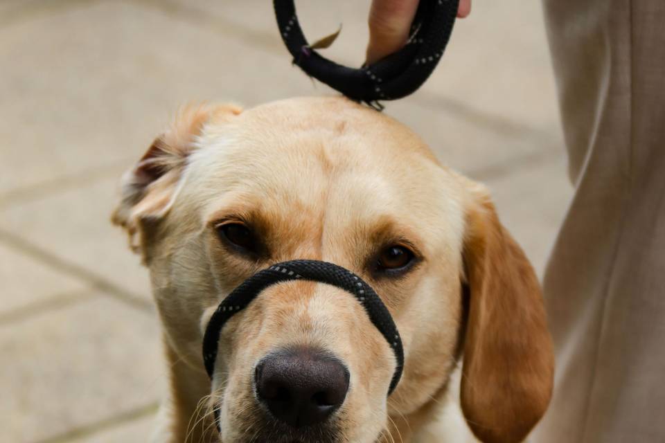 The best wedding guest