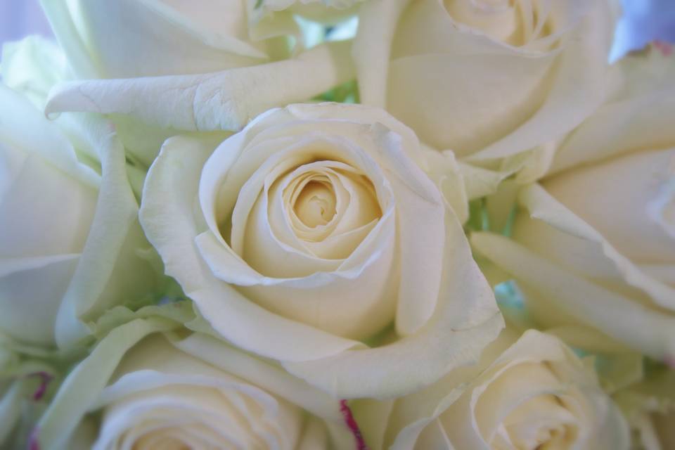 Vanilla roses