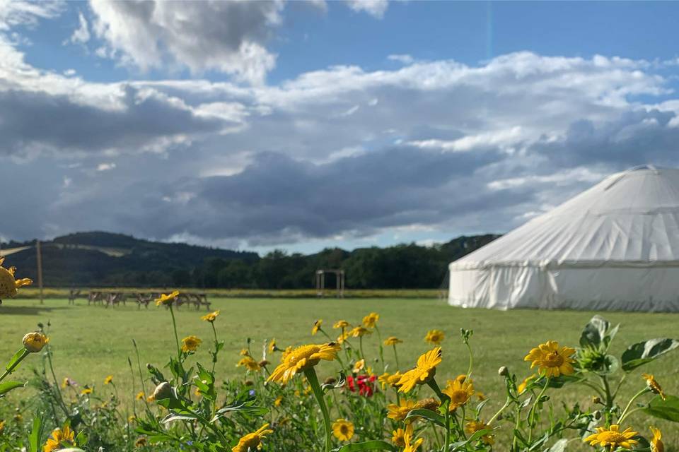 Wild flowers and yurt