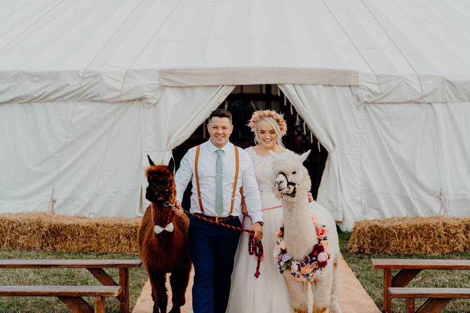 Alpaca with couple