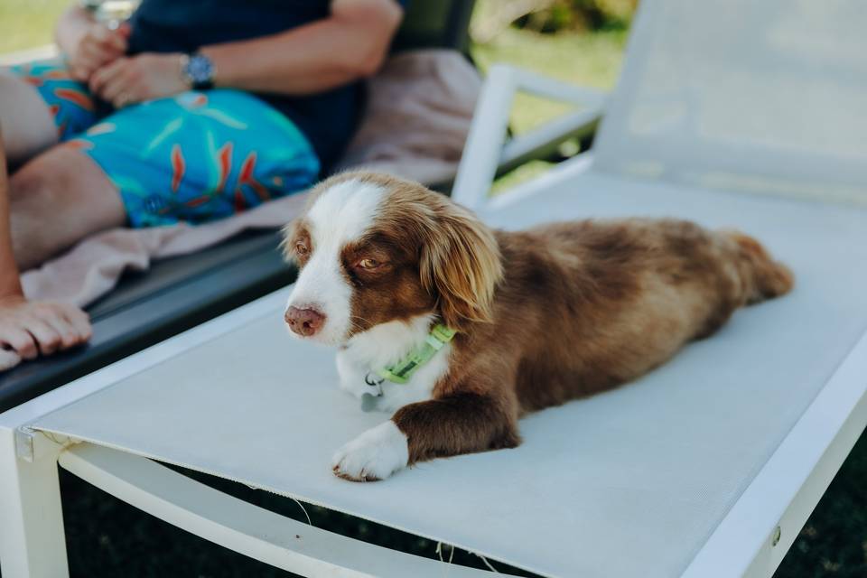 Pool party dog