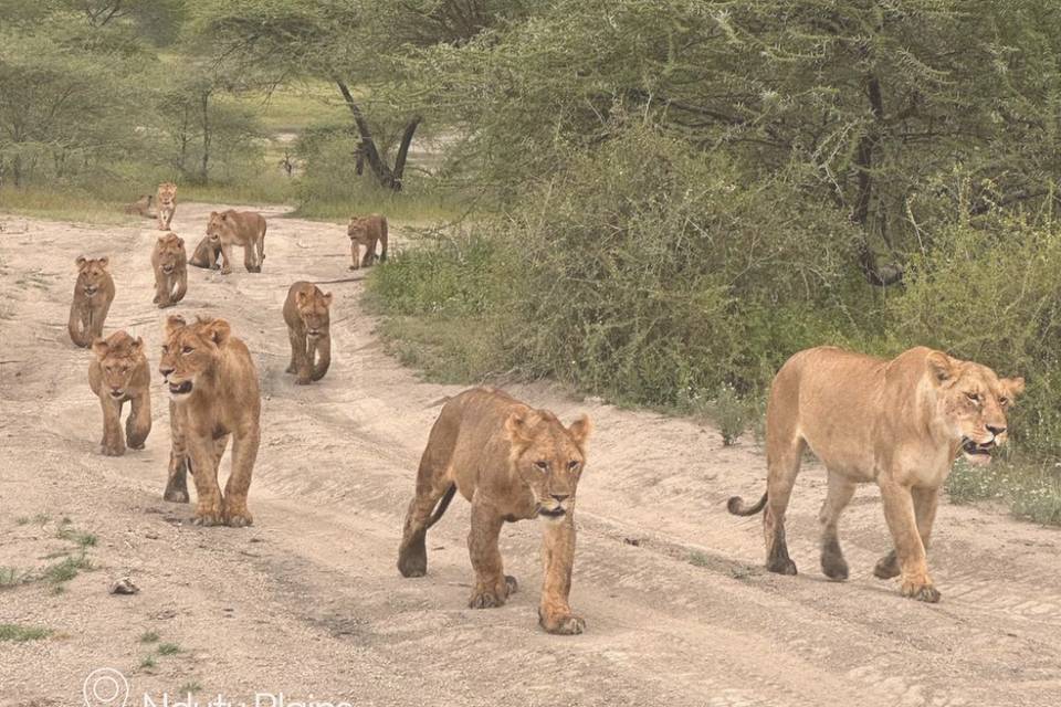 Safari