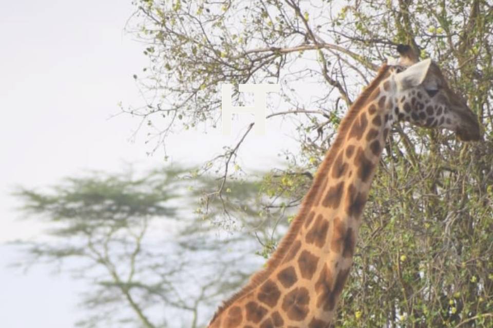 Safari