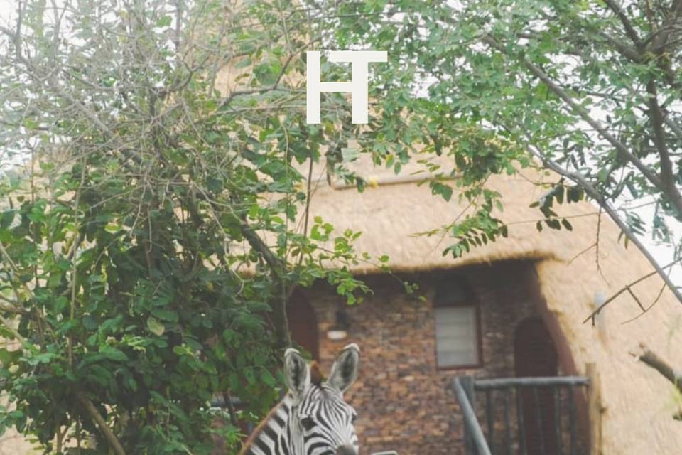 Safari