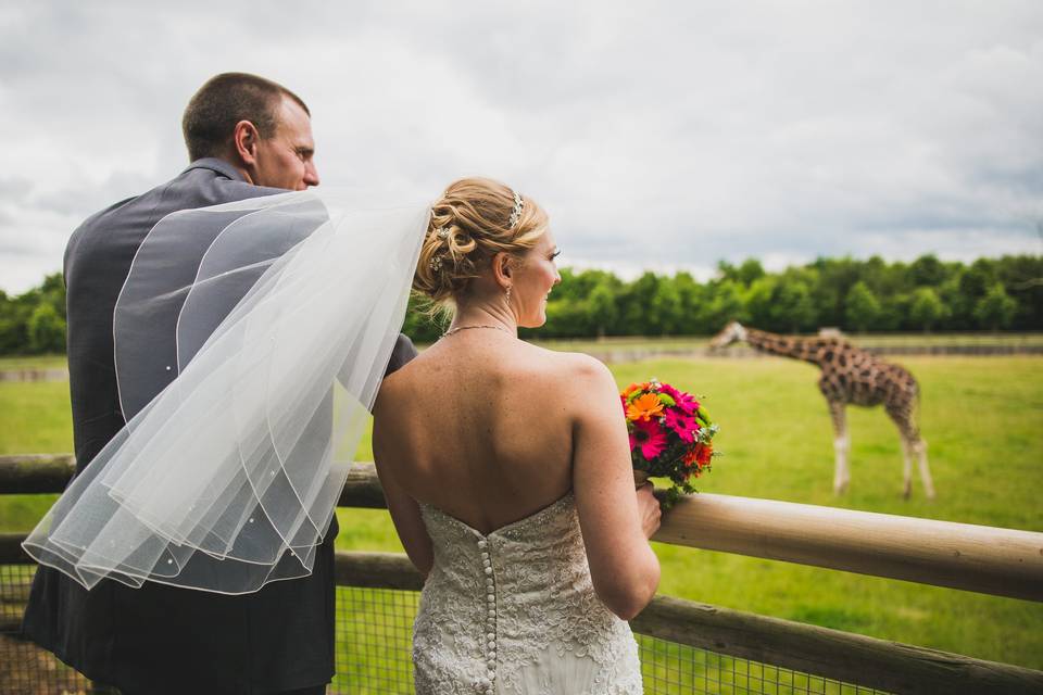 Meeting the Giraffes at Banham Zoo