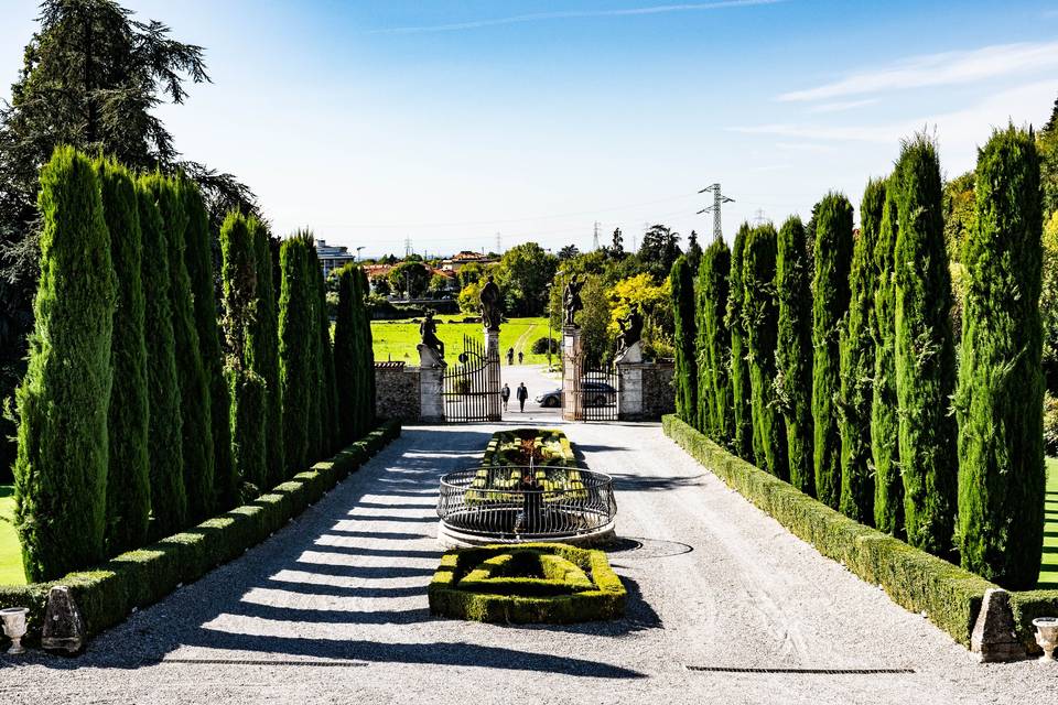 Rows of trees