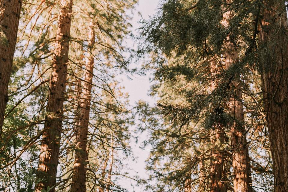 Giant Sequioa Redwood Grove