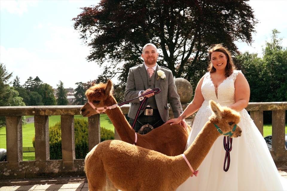 Wedding alpacas