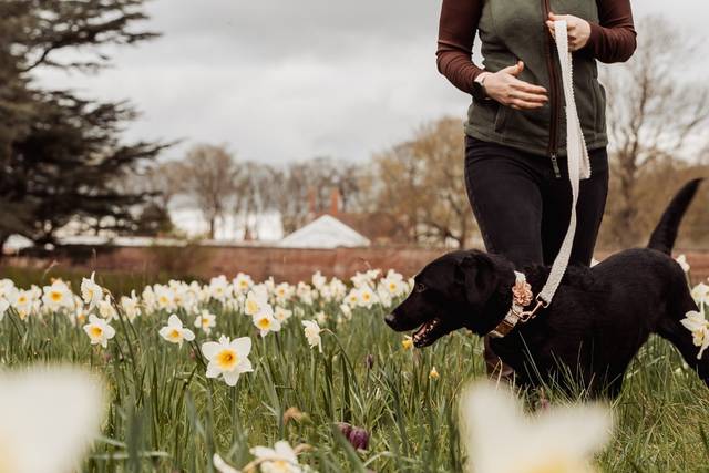 The Doghouse Collective Chaperone Service