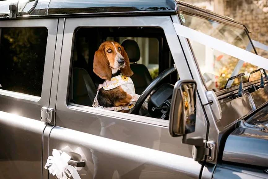 Pet Friendly Wedding