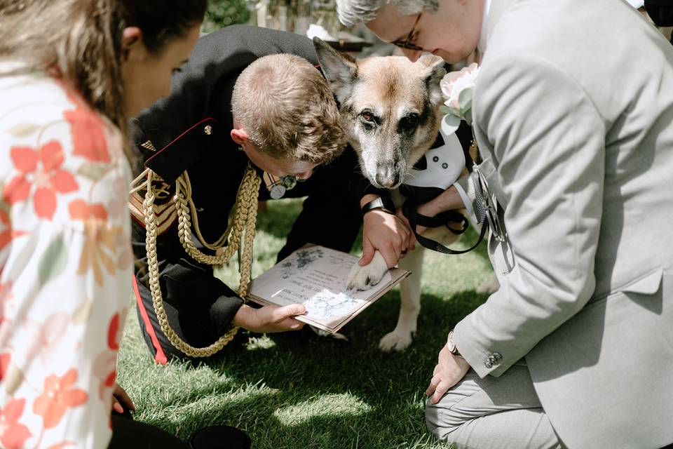 Certificate witness - dog