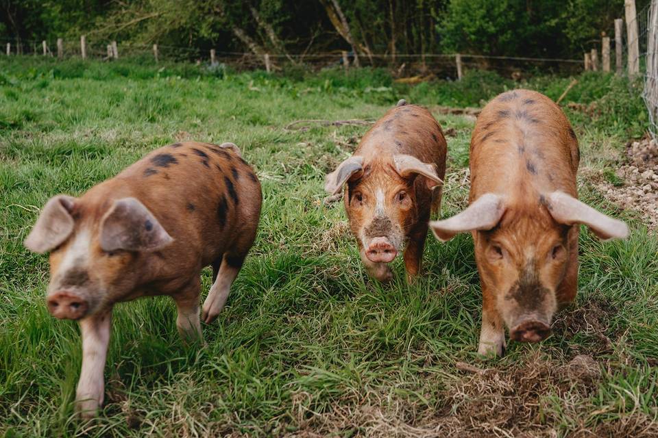 River Cottage