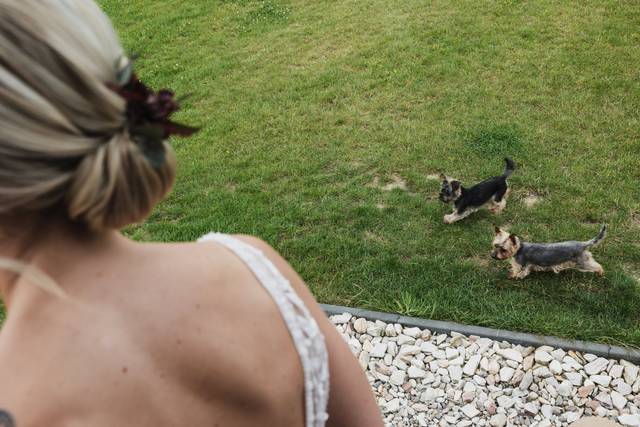 Bride and two Yorkies
