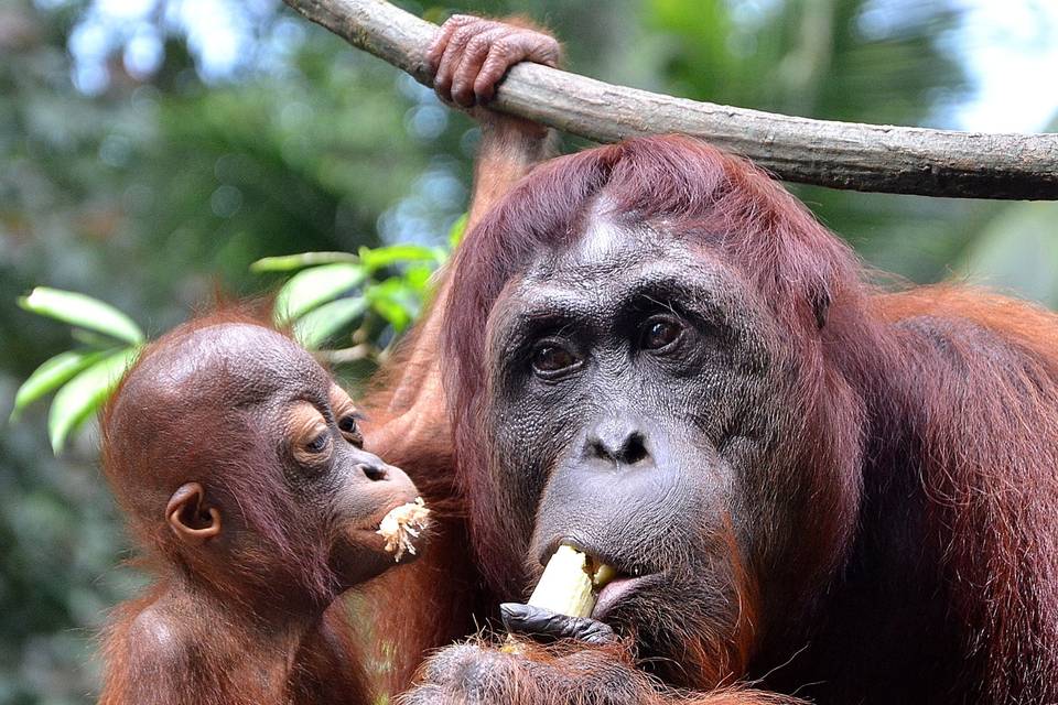 Animals in Borneo