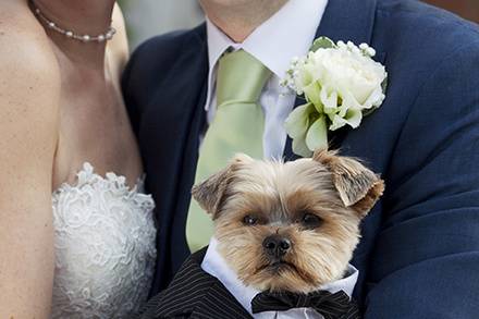 Dogs at weddings