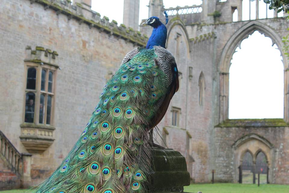 Newstead Abbey