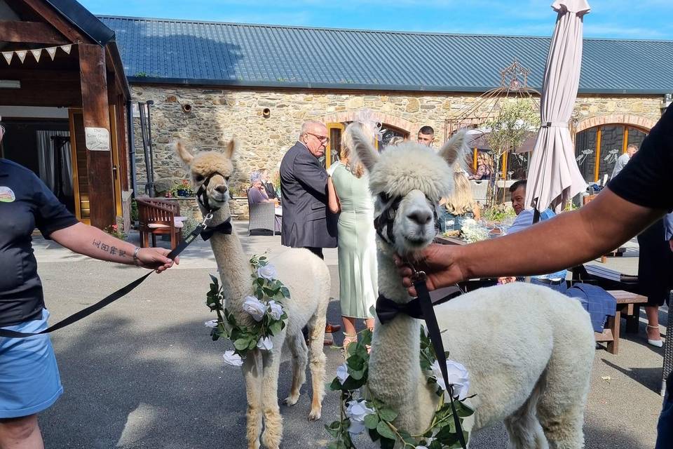 Alpacas