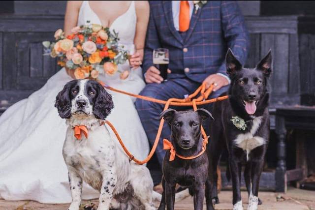 Chuck Tails Dog Wedding Chaperone