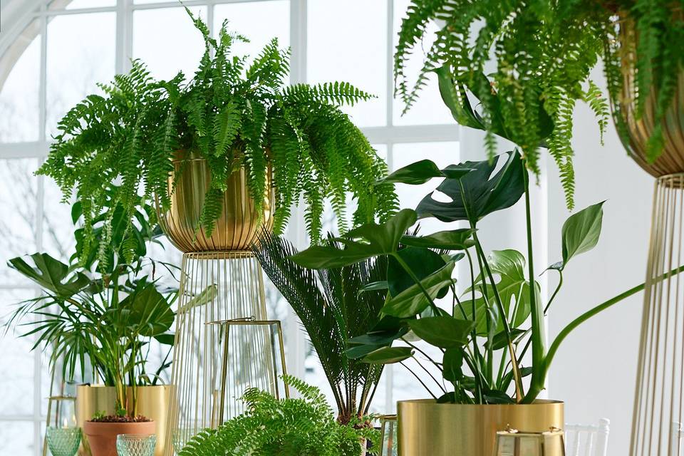 Vibrant plants