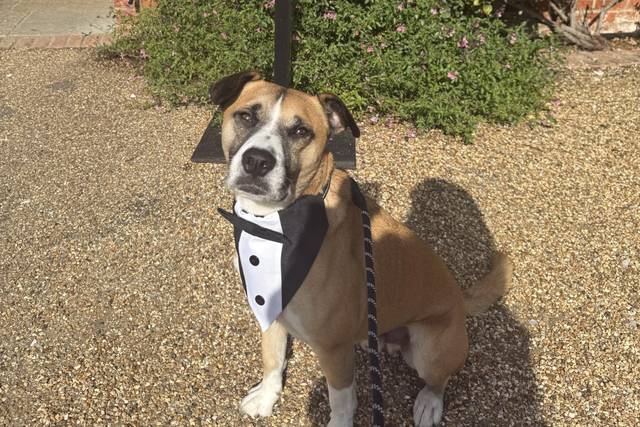 Fergus at Apton Hall
