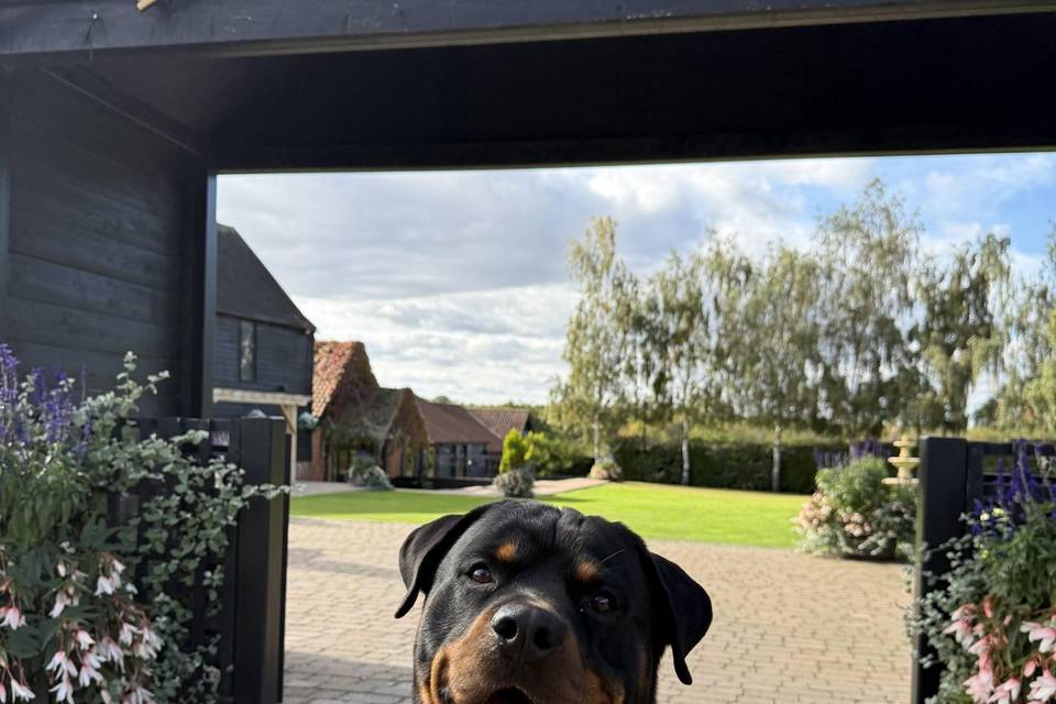 Reggie at Crondon Park