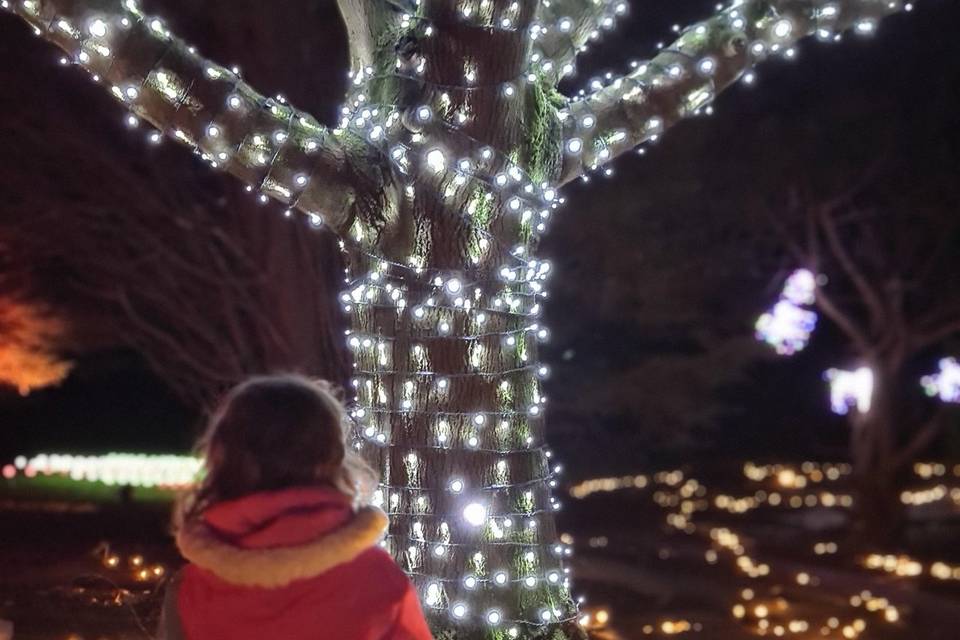 Fairy light tree wraps