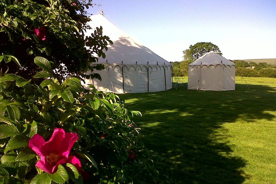 Raj Tent with wild rose - Monks Withecombe on Dartmoor