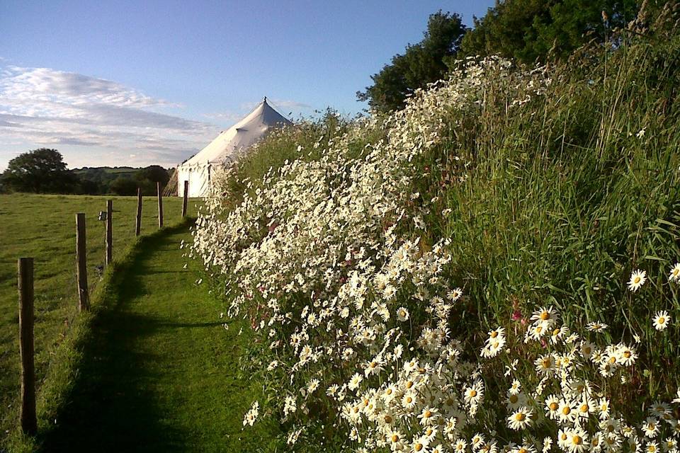 Raj Tent from the Wild Flower Walk - Daisies