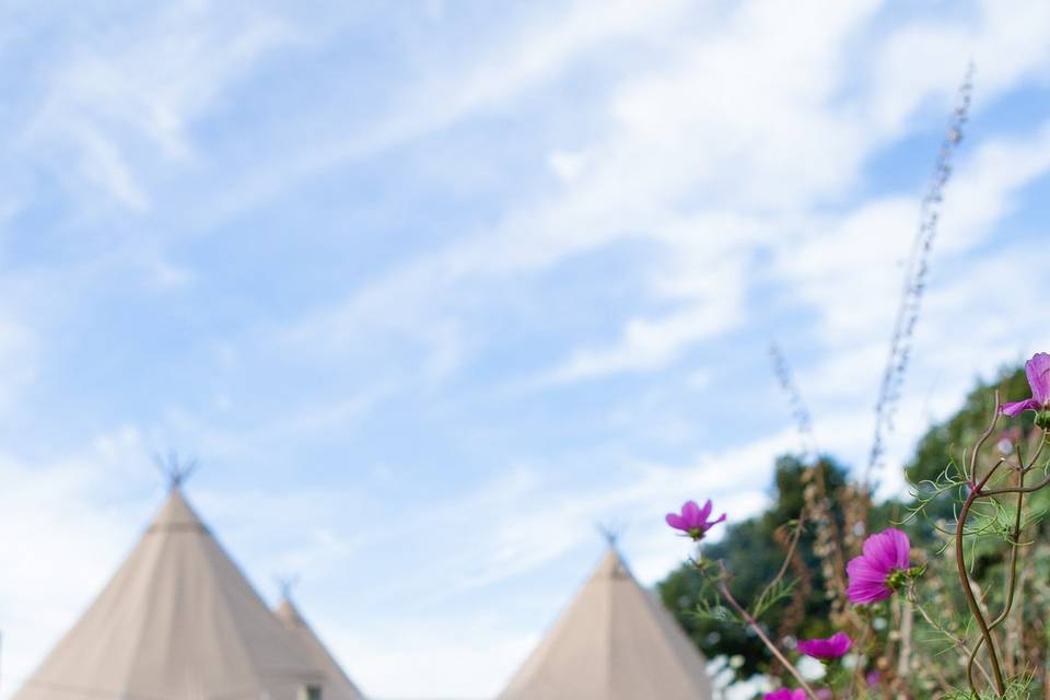 Tipis seen from the Wild Flower Walk with poppies