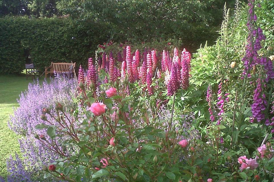 Roses and lupins at Monks Withecombe