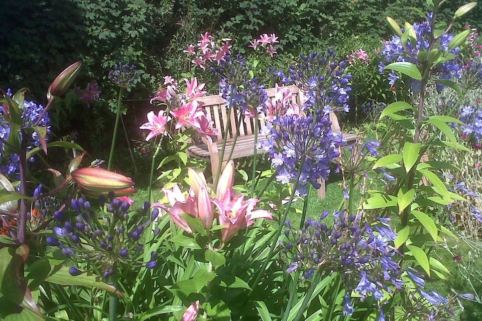 August at Monks Withecombe - lillies and agapanthus