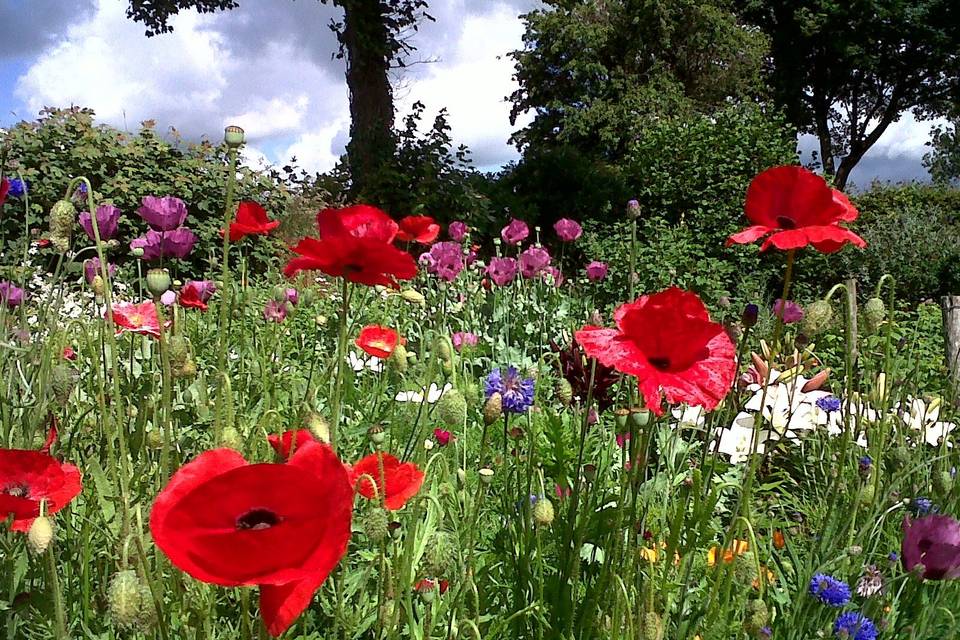 July wildflowers at Monks Withecombe