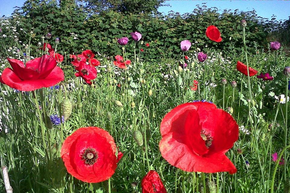 Morning at Monks - poppies and wildflowers