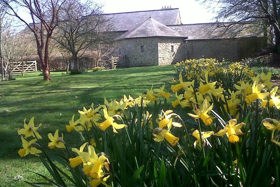 Daffodils at Monks Withecombe