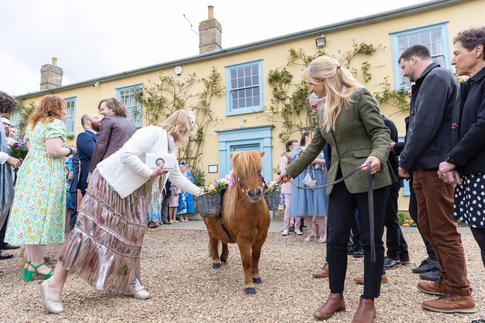 Wedding ponies