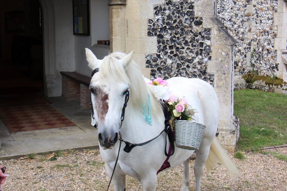 Wedding ponies