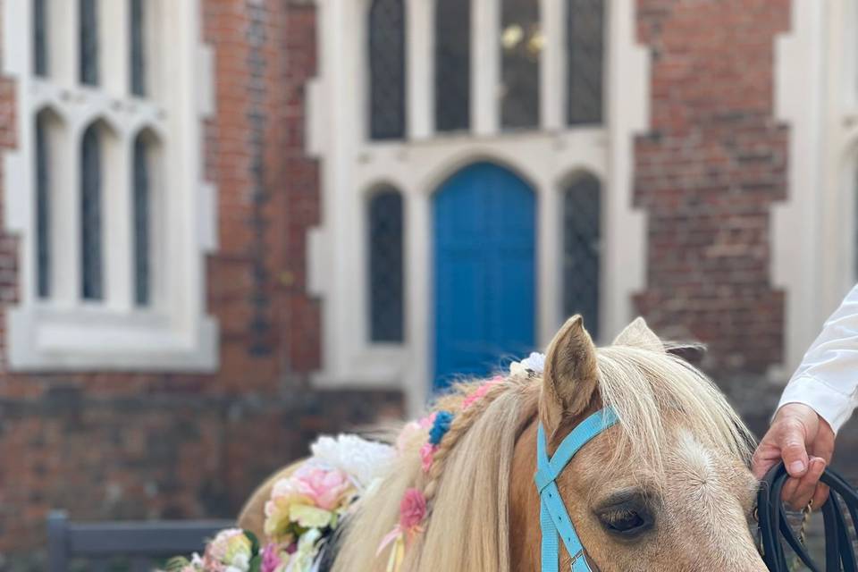 Wedding ponies